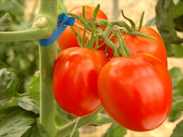 VDB Pro Seeds Hybrid Romanova F1 Tomato