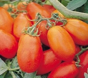 VDB Pro Seeds Hybrid Romatext F1 Tomato