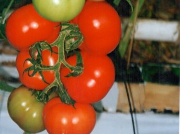 VDB Pro Seeds Hybrid Beef Tomato
