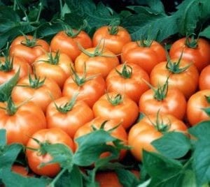 VDB Pro Seeds Hybrid Bombero F1 Tomato