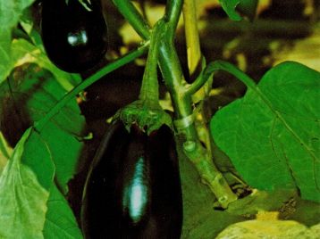 Vdb Pro Seeds Hybrid Eggplant