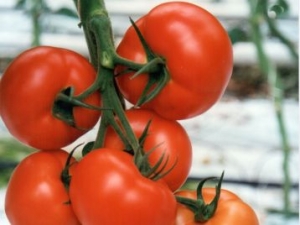 VDB Pro Seeds Hybrid F1 Tomato