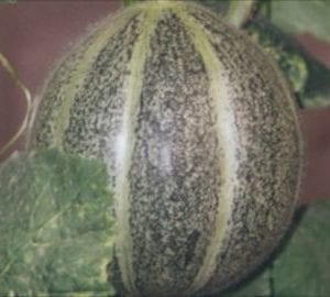 VDB Pro Seeds Haon Hybrid melon