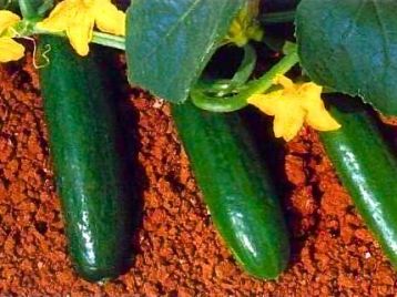 F1 Hybrid Cucumber 