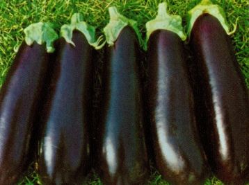 VDB Pro Seeds F1 Hybrid Long Violet Eggplant