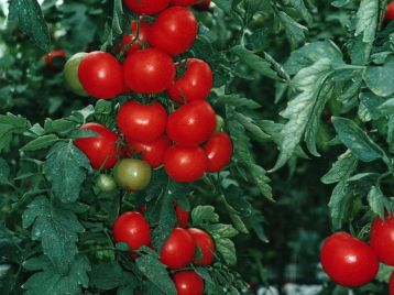VDB Pro Seeds Hybrid Renemo F1 Tomato
