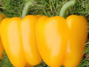 VDB Pro Seeds Hybrid Yellow Sweet Pepper