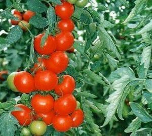 VDB Pro Seeds Hybrid Tomato